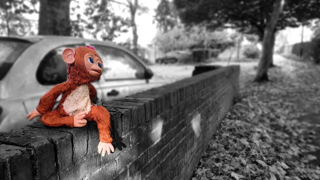 Cheeky monkey sitting on a wall. Ealing, London